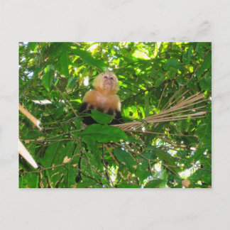 Capuchin Monkey - Manuel Antonio Park, Costa Rica Vykort