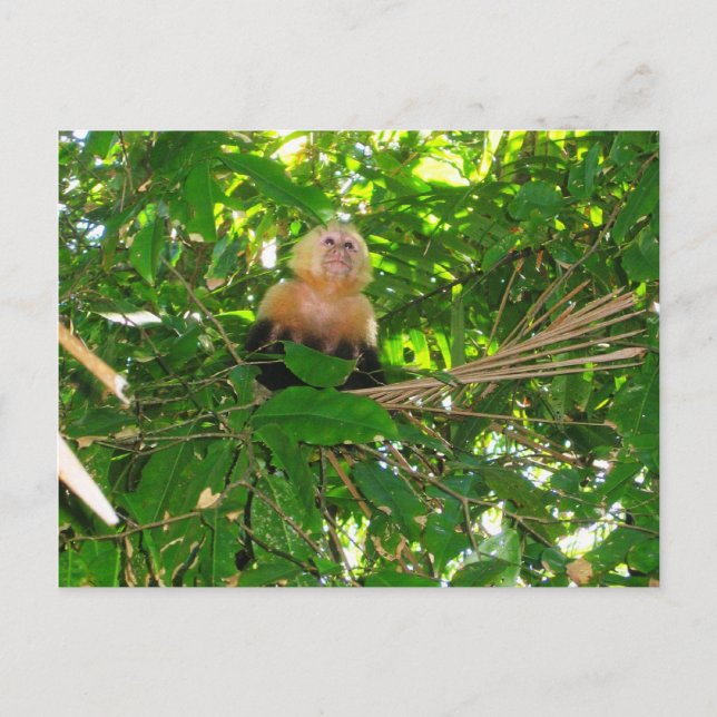 Capuchin Monkey - Manuel Antonio Park, Costa Rica Vykort (Framsida)