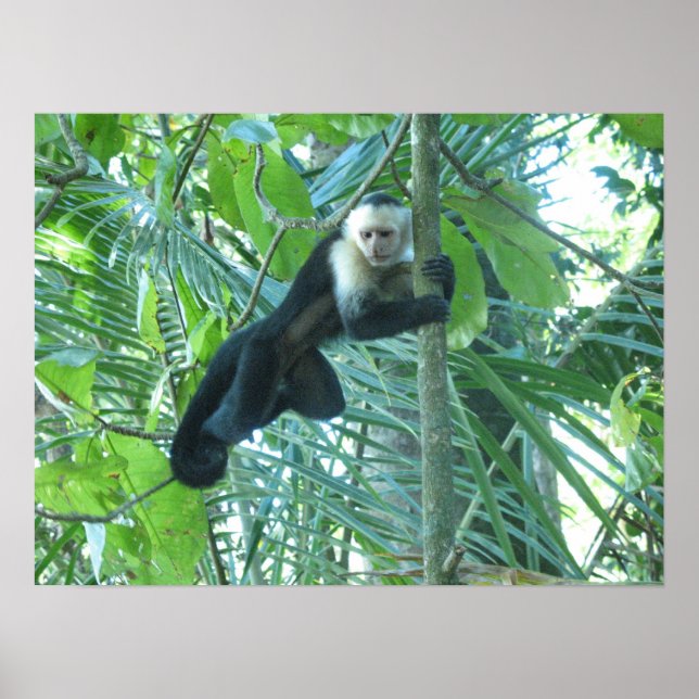 Capuchin Monkey Poster (Framsidan)