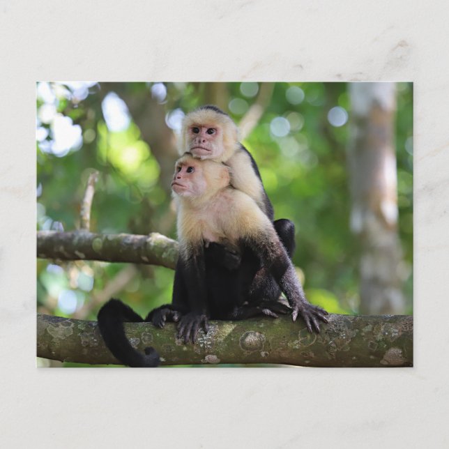 Capuchin Monkey Vykort (Framsida)