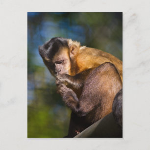 Capuchin Monkey Vykort