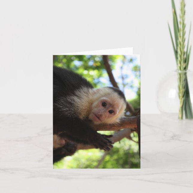 Capuchinapa Notecard Kort (Framsida)