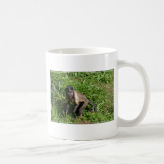 Capuchinapa som rånar för kameran kaffemugg
