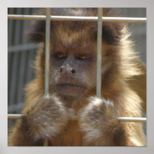 Capuchinapatryck Poster