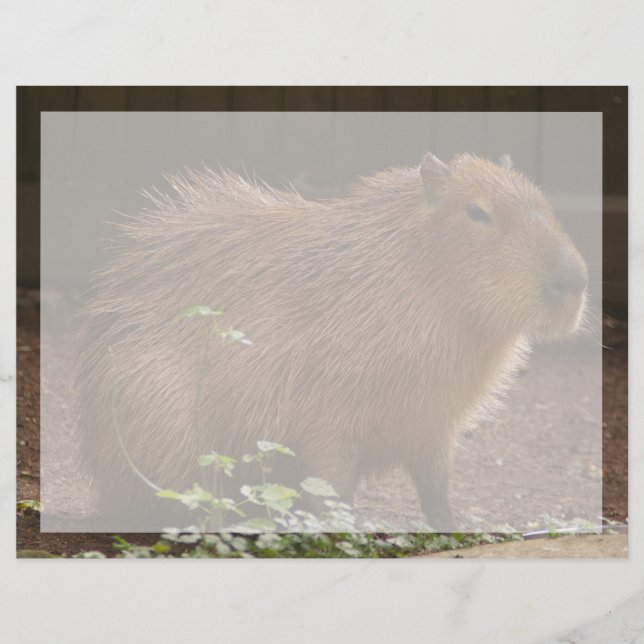 Capybara (Framsida)