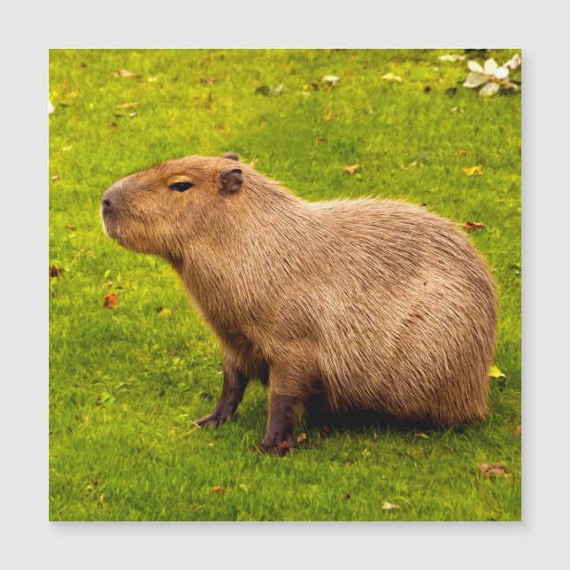 Capybara (Framsida)