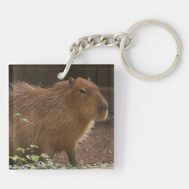 Capybara (Baksidan)