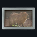 Capybara<br><div class="desc">Fotografi av en kapybara som tagits på Brandywine Zoo i Wilmington, Delaware.</div>