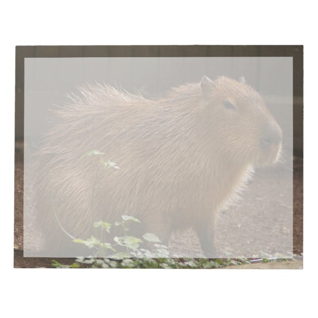 Capybara Anteckningsblock (Framsida)