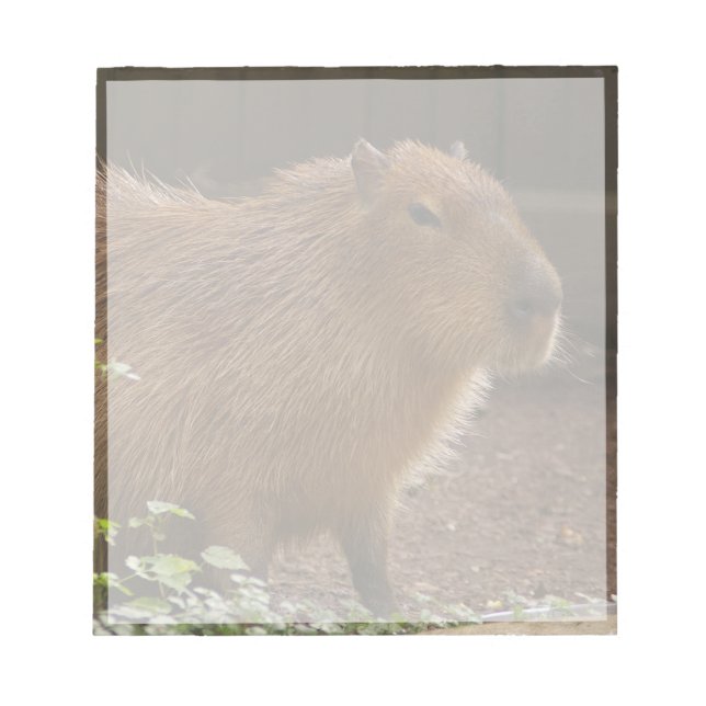 Capybara Anteckningsblock (Framsida)