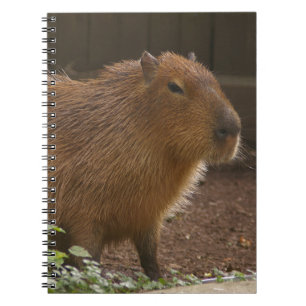 Capybara Anteckningsbok