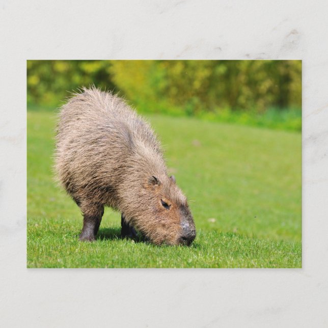 Capybara äter gräs vykort (Framsida)