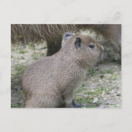 Capybara Babay Vykort