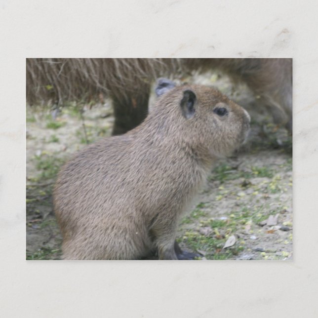 Capybara Babay Vykort (Framsida)