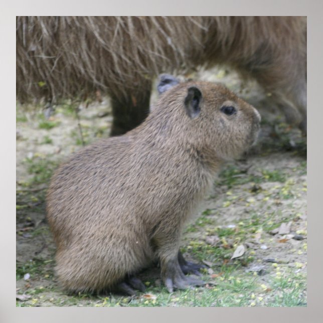 capybara baby poster (Framsidan)