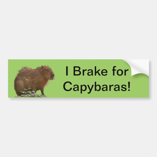 Capybara Bildekal (Framsidan)