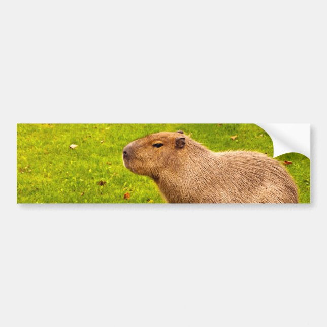 Capybara Bildekal (Framsidan)