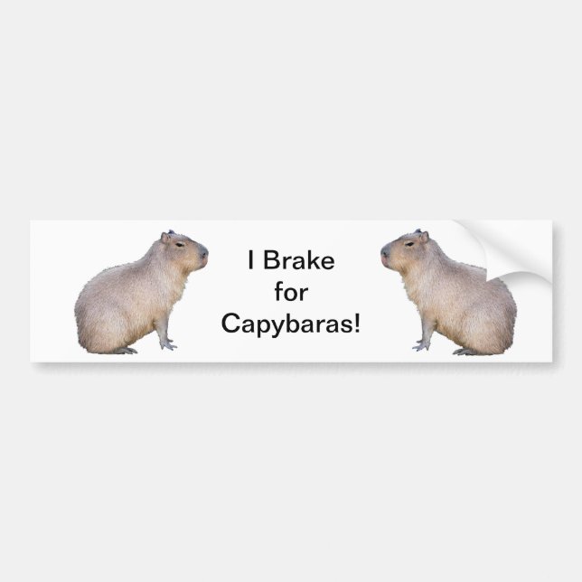 Capybara Bildekal (Framsidan)