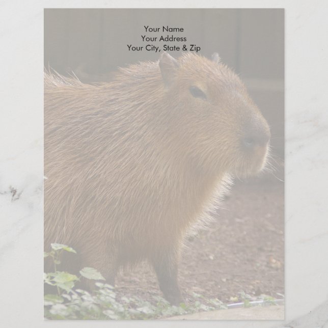 Capybara Brevhuvud (Framsida)