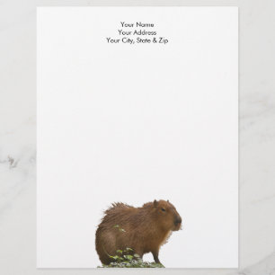 Capybara Brevhuvud