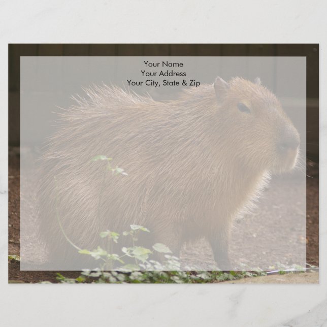 Capybara Brevhuvud (Framsida)