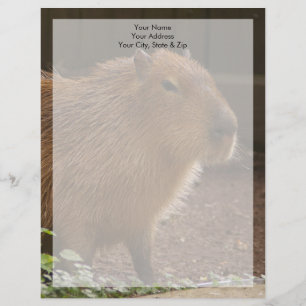 Capybara Brevhuvud