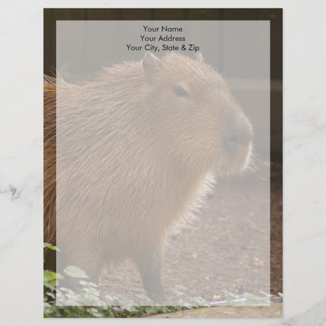 Capybara Brevhuvud (Framsida)