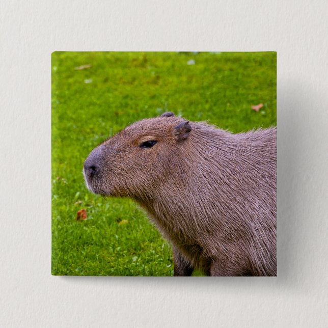 Capybara Button Knapp (Framsida)
