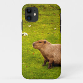 Capybara