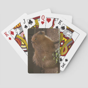 Capybara Casinokort