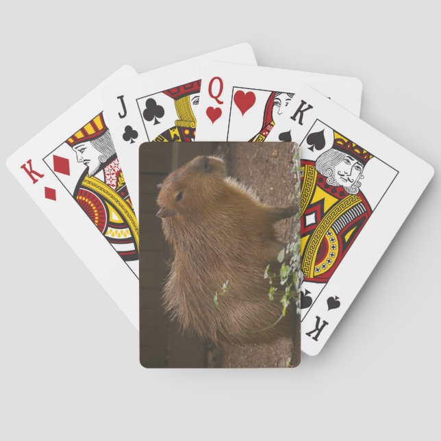 Capybara Casinokort (Baksidan)