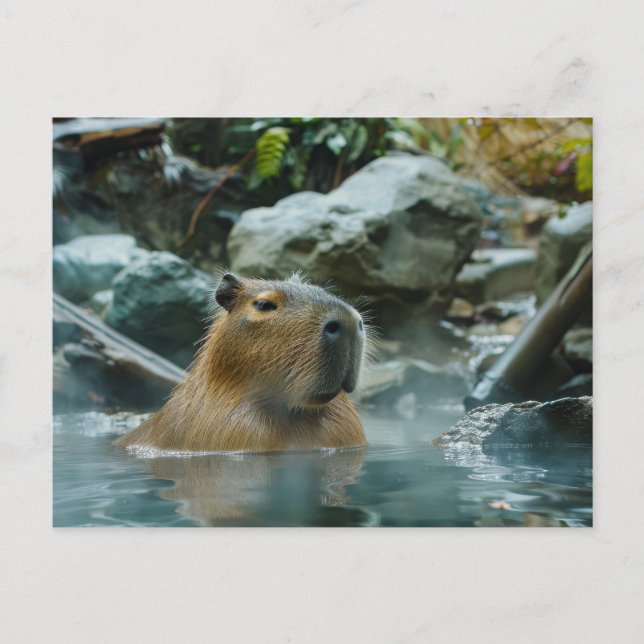Capybara Enjoying Hett Vår Vykort (Framsida)