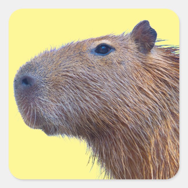 Capybara Fyrkantigt Klistermärke (Framsida)
