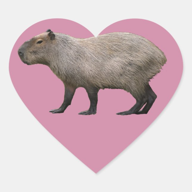 Capybara Hjärtformat Klistermärke (Framsida)