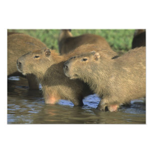 Capybara, Hydrochaeris hydrochaeris), världens Fototryck