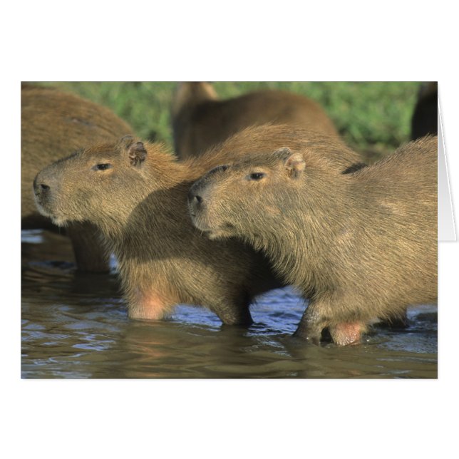 Capybara, Hydrochaeris hydrochaeris), världens Hälsningskort (Framsidan Horizontal)
