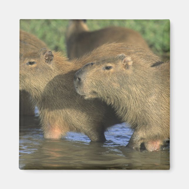 Capybara, Hydrochaeris hydrochaeris), världens Magnet (Framsidan)