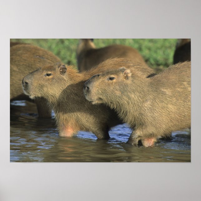 Capybara, Hydrochaeris hydrochaeris), världens Poster (Framsidan)