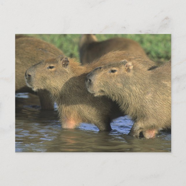 Capybara, Hydrochaeris hydrochaeris), världens Vykort (Framsida)