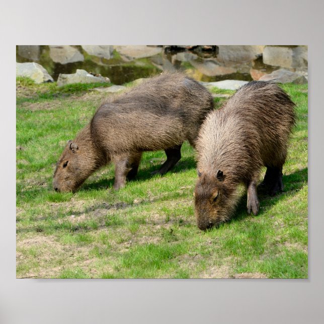 Capybara hydrochaeris poster (Framsidan)