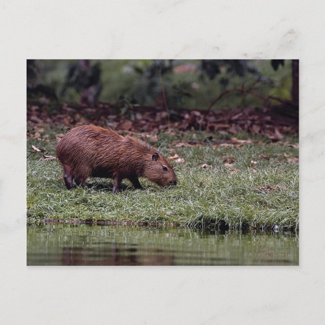 Capybara (Hydrochoerus hydrochaeris) Vykort (Framsida)