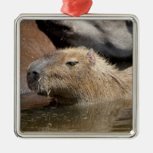 Capybara i vatten julgransprydnad metall