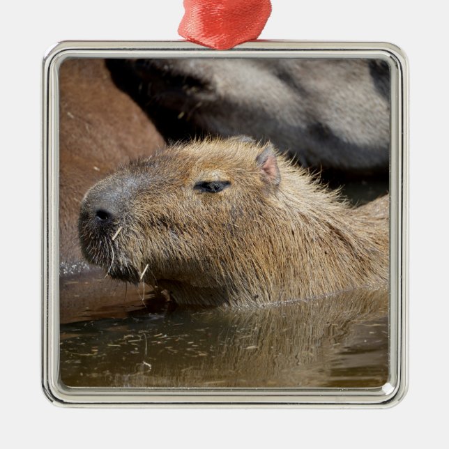 Capybara i vatten julgransprydnad metall (Framsidan)
