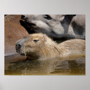 Capybara i vatten poster