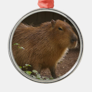 Capybara Julgransprydnad Metall