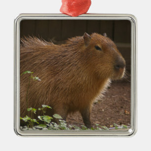 Capybara Julgransprydnad Metall