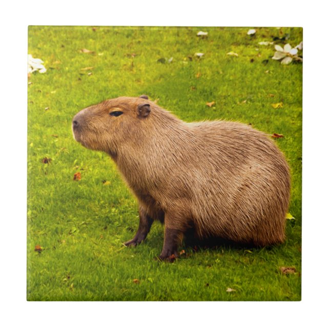 Capybara Kakelplatta (Framsidan)