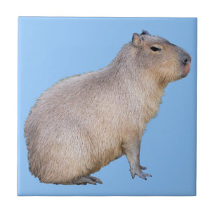 Capybara Kakelplatta