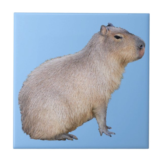 Capybara Kakelplatta (Framsidan)
