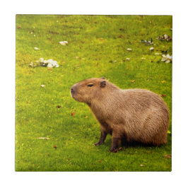 Capybara Kakelplatta
